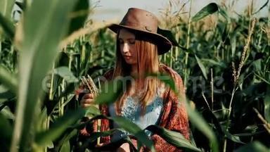 夏天玉米地上的女<strong>农</strong>民。 戴帽子的女<strong>农</strong>学家检查一只小耳朵的玉米。 <strong>农</strong>产品种植.. 奥